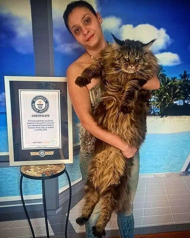 Самый длинный кот в мире попал в Книгу рекордов Гиннесса и стал звездой в Сети интересное