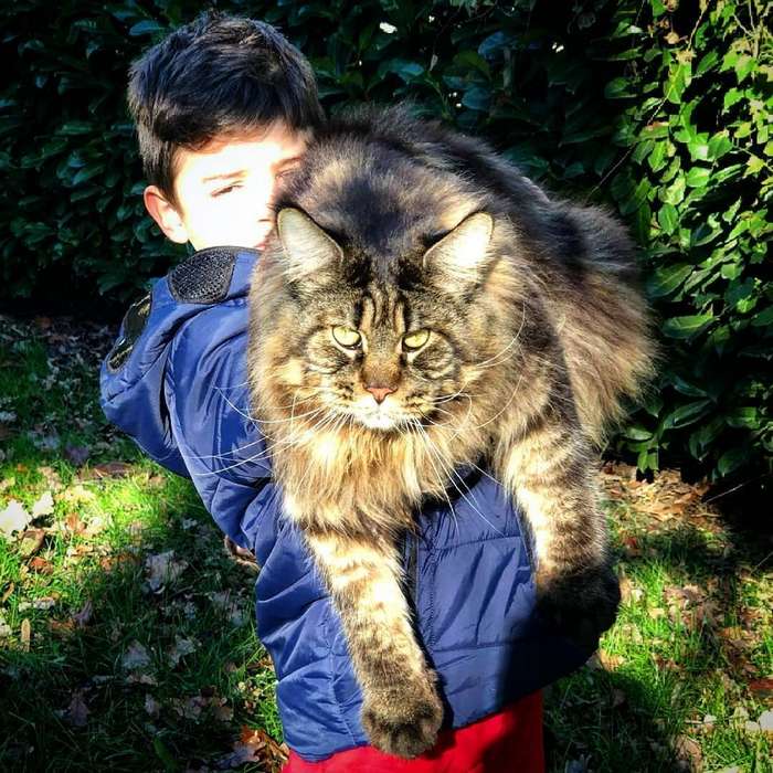 Самый длинный кот в мире попал в Книгу рекордов Гиннесса и стал звездой в Сети интересное
