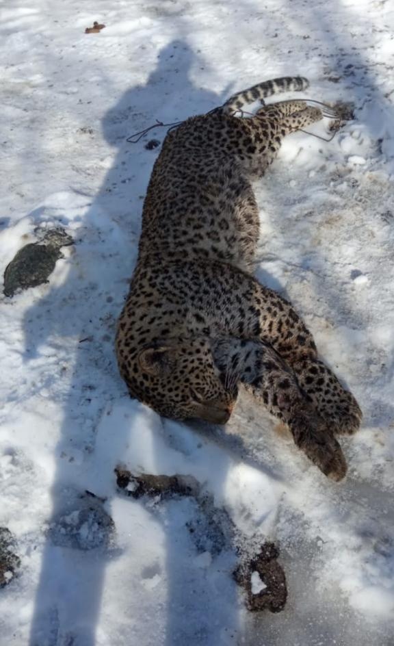 Браконьеры и нехватка денег могут сорвать проект по возвращению леопардов на Кавказ 