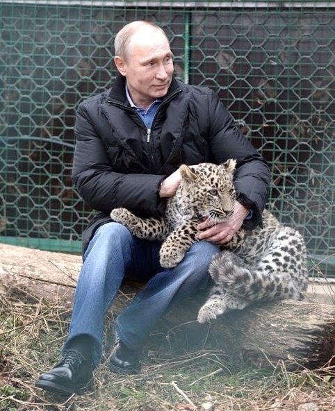 Браконьеры и нехватка денег могут сорвать проект по возвращению леопардов на Кавказ 