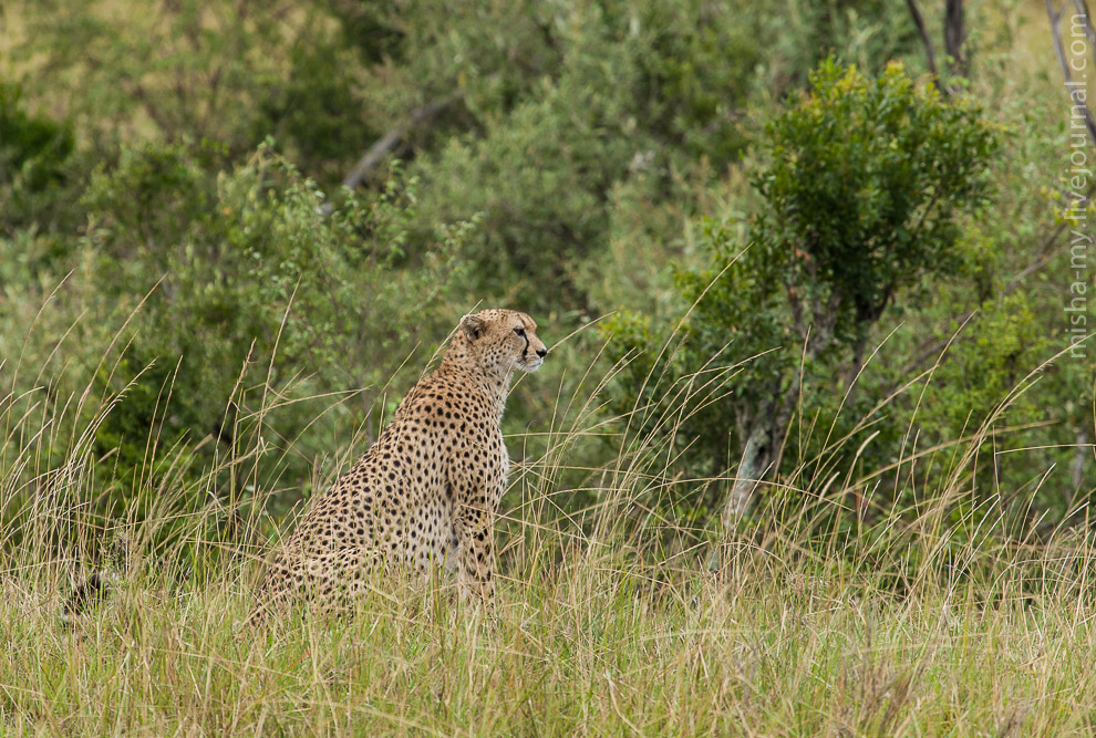 Масаи-Мара — самый известный заповедник в Кении животные
