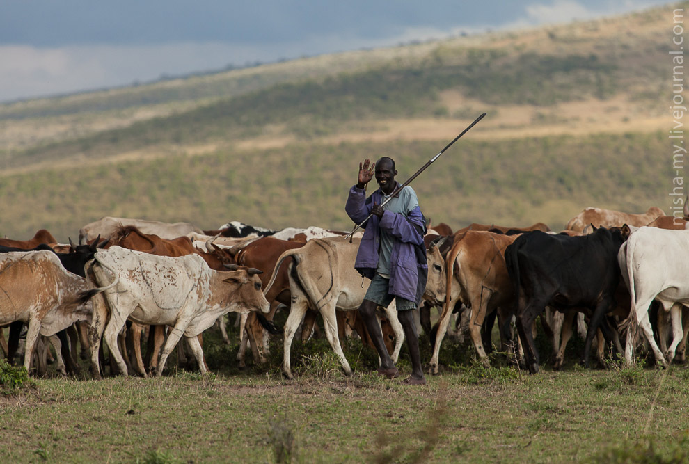 Масаи-Мара — самый известный заповедник в Кении животные