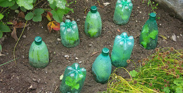 Способы применения пластиковых бутылок на современной даче идеи