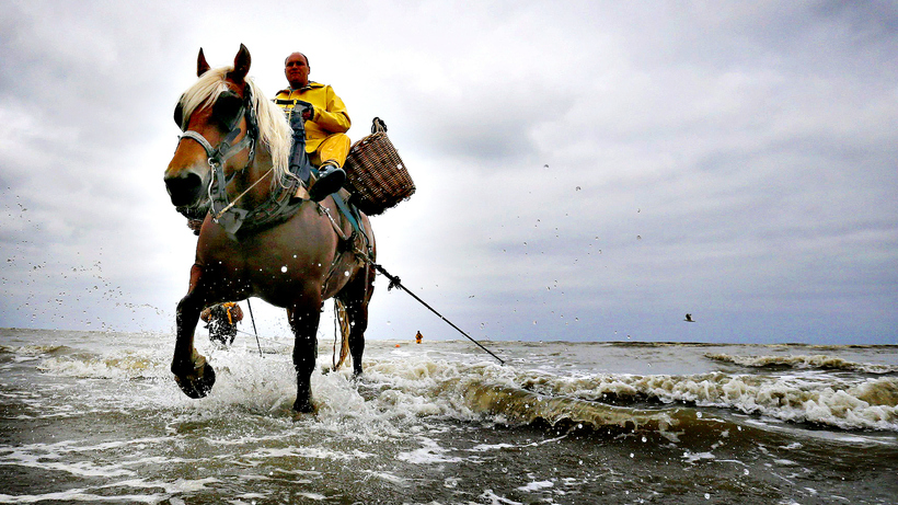 Как лошади помогают бельгийцам ловить креветок: промысел, которому более 500 лет бельгия