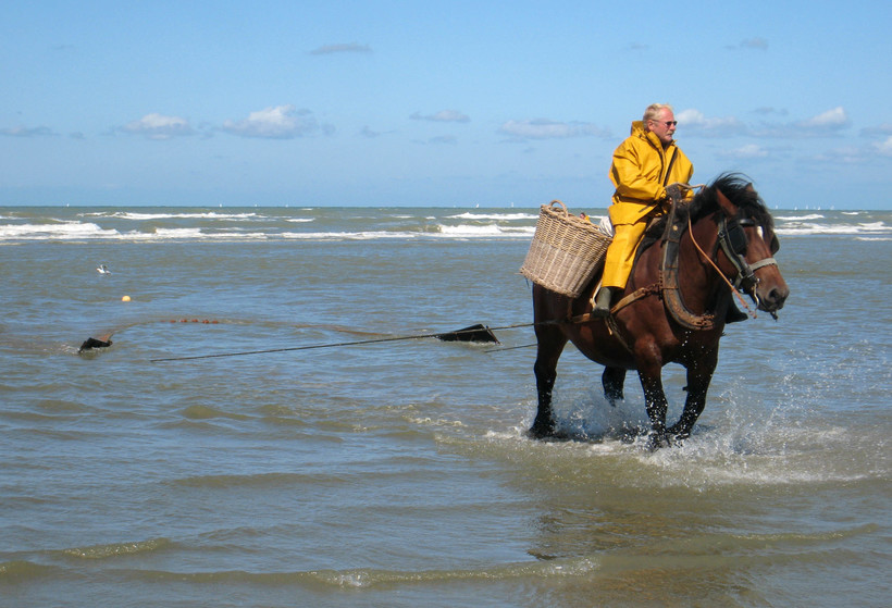 Как лошади помогают бельгийцам ловить креветок: промысел, которому более 500 лет бельгия